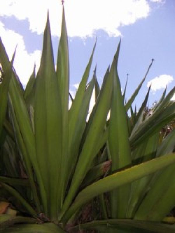1 Sisal (Agave Sisalana) – from many aspects Sustainable:  It is a hardy plant that grows well on poor, dry soil which is often unsuitable for other crops. The sisal plant is resilient to diseases and can be harvested regularly during many years. In this case, the sisal is even wild growing.